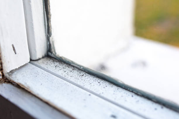 Best Emergency Mold Remediation  in Hargill, TX