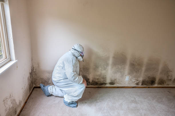 Best Commercial Mold Inspection  in Hargill, TX